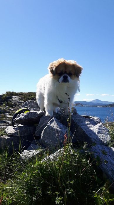 тибетский спаниель