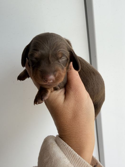 teckel macho chocolate