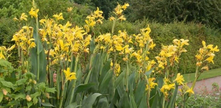 Três rizomas de Canna "Black Knight", Canna "Wyoming" e Canna "Glauca"
