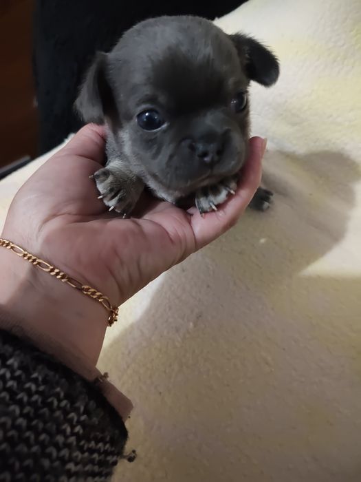 Chihuahua menino