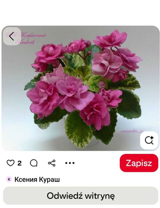 Fiołek afrykański liść