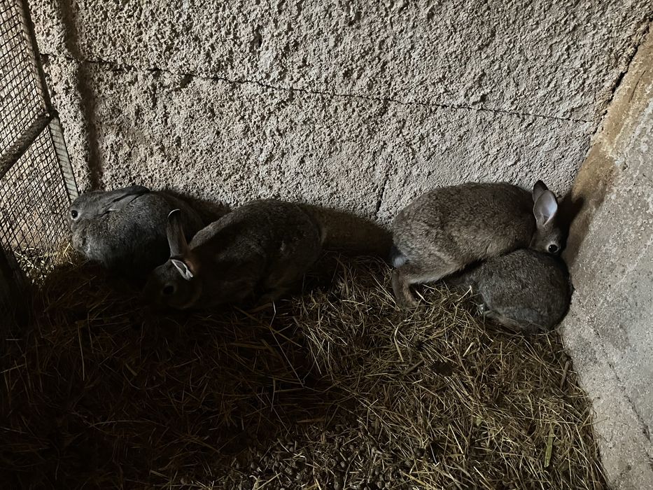 Coelhos vacinados