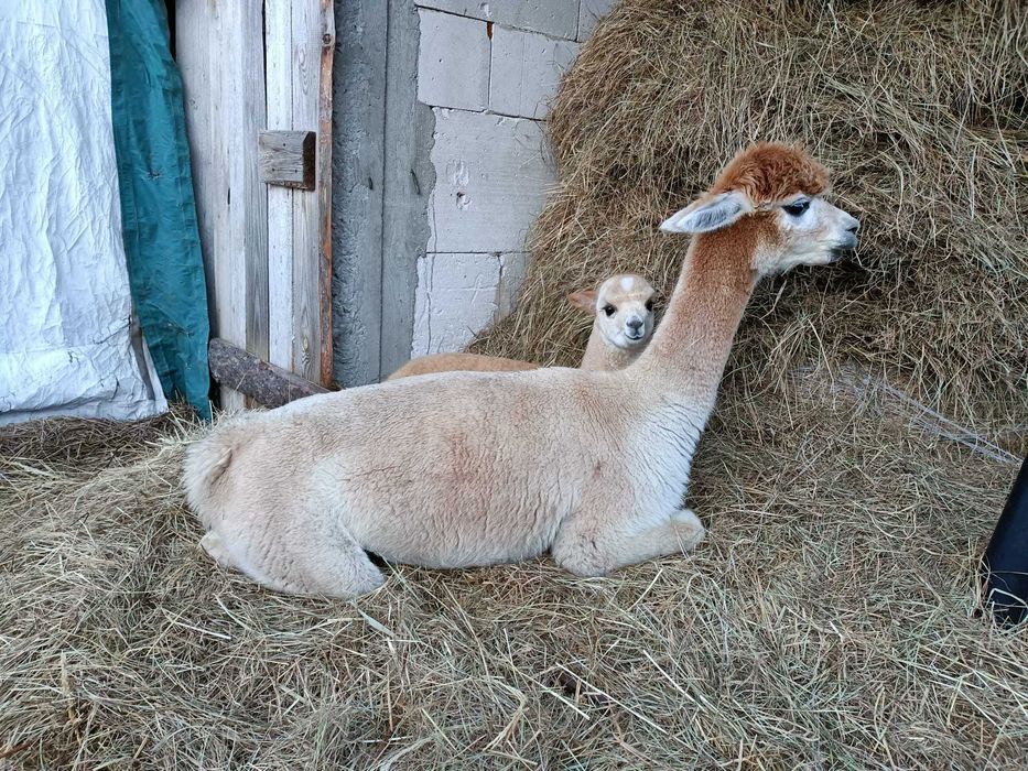 alpaka samica + córka + rodowód w KH