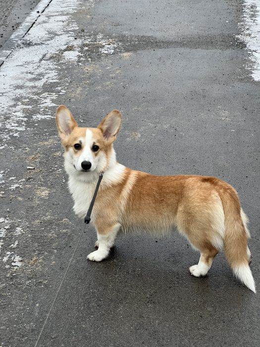 Коргі вʼязка