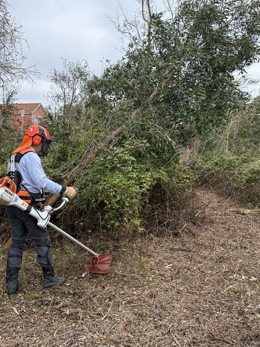 Limpeza de pinhais, eucaliptais, terrenos, jardins, poda…