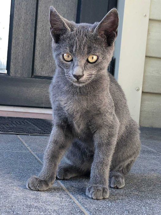 Котеня в добрі руки