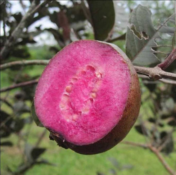Árvore de Goiaba diversas variedades