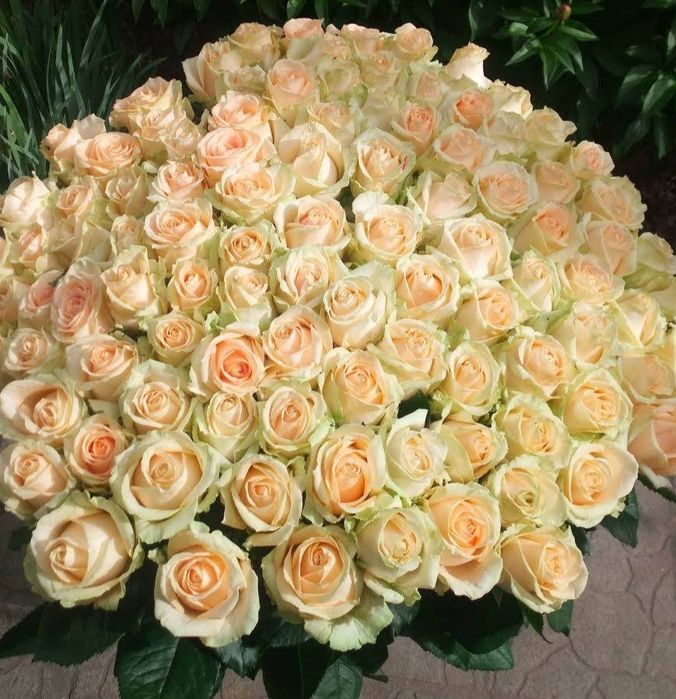 Розы  Троянди круглосуточно