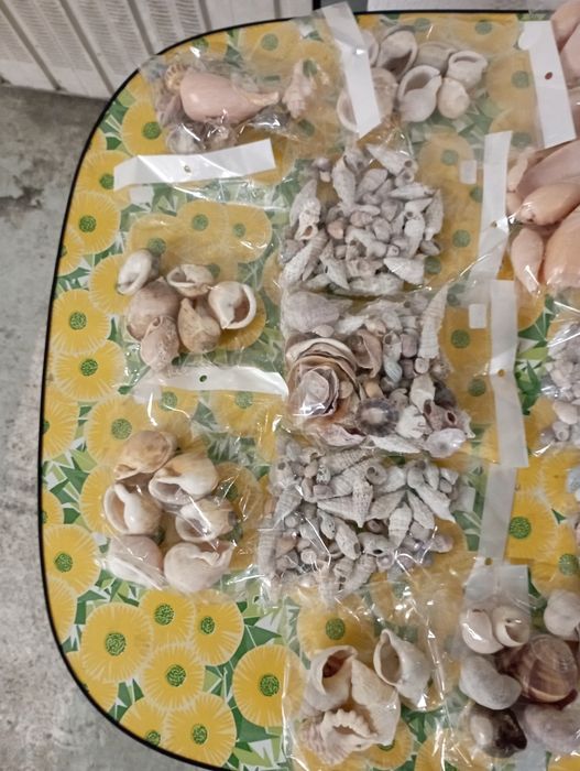Búzios Variados..