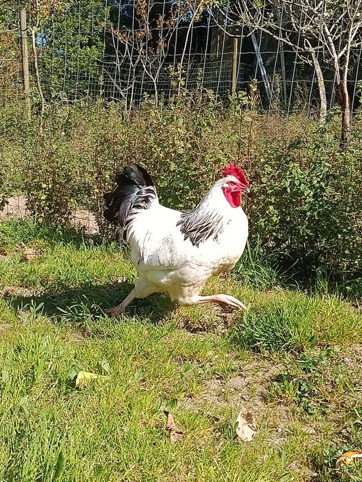 Sussex light macho com 1 ano