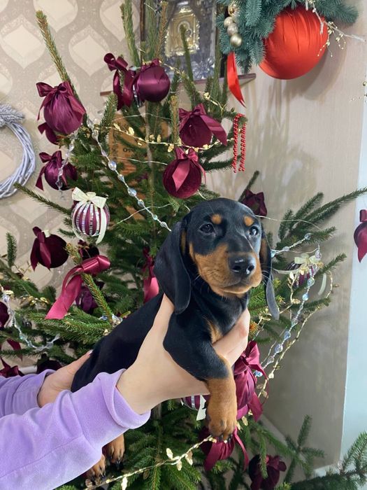 Чистокровна такса