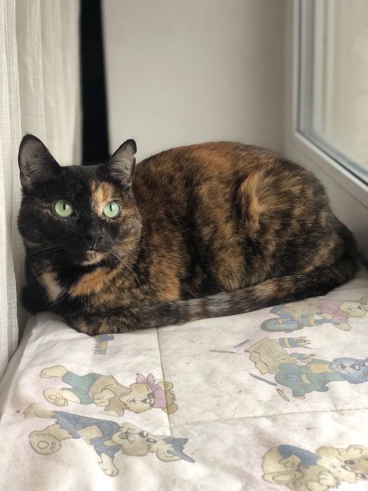 Симпатична стерилізована киця шукає дім! Їй 2,5 роки