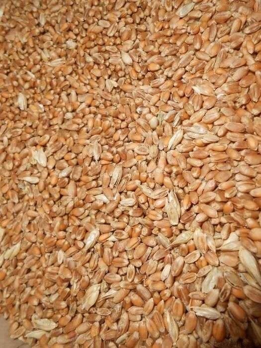 Pszenica ozima Euforia