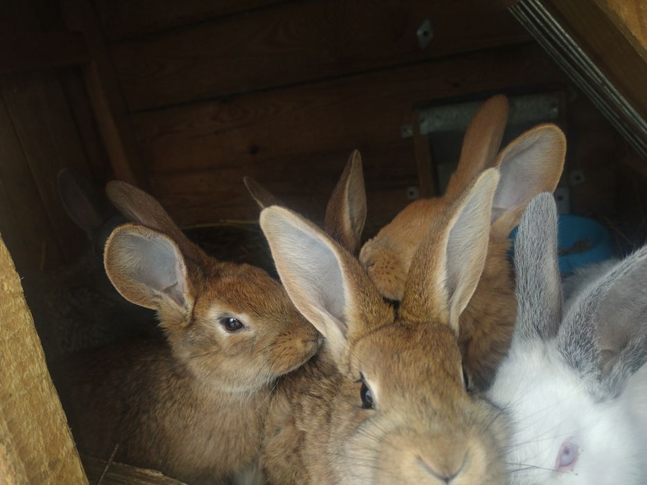 Króliki  Belgijskie