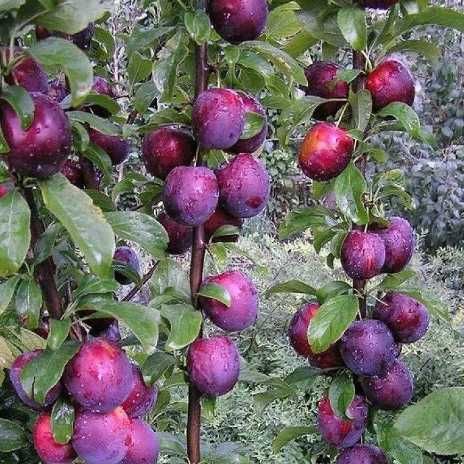 Колоновидные деревья персик,нектарин,груша,черешня,слива,яблоня,алыча