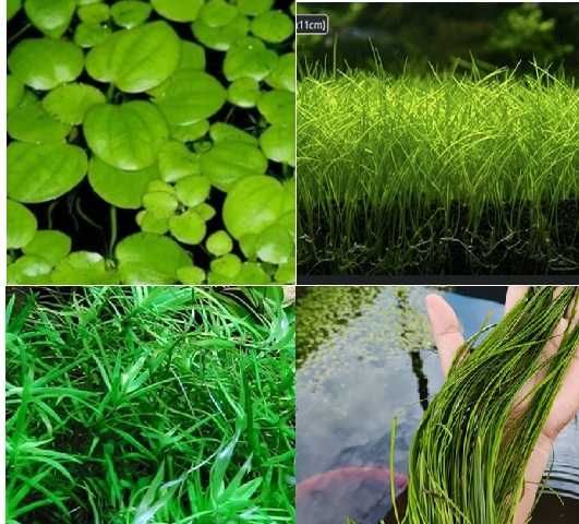 Plantas para aquario