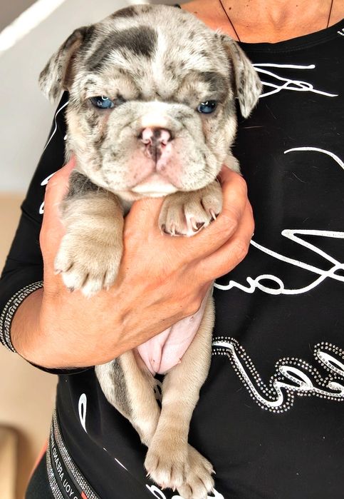 Девочка в редком шикарном окрасе и типе