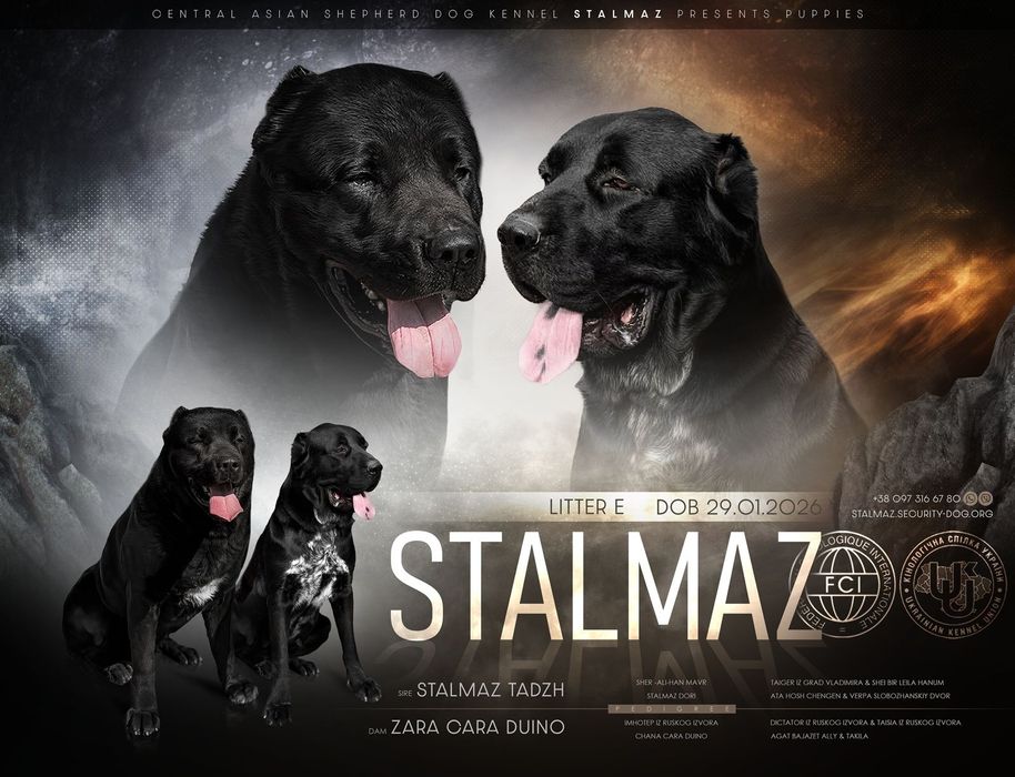 Owczarek Środkowoazjatycki CAO Ałabaj FCI