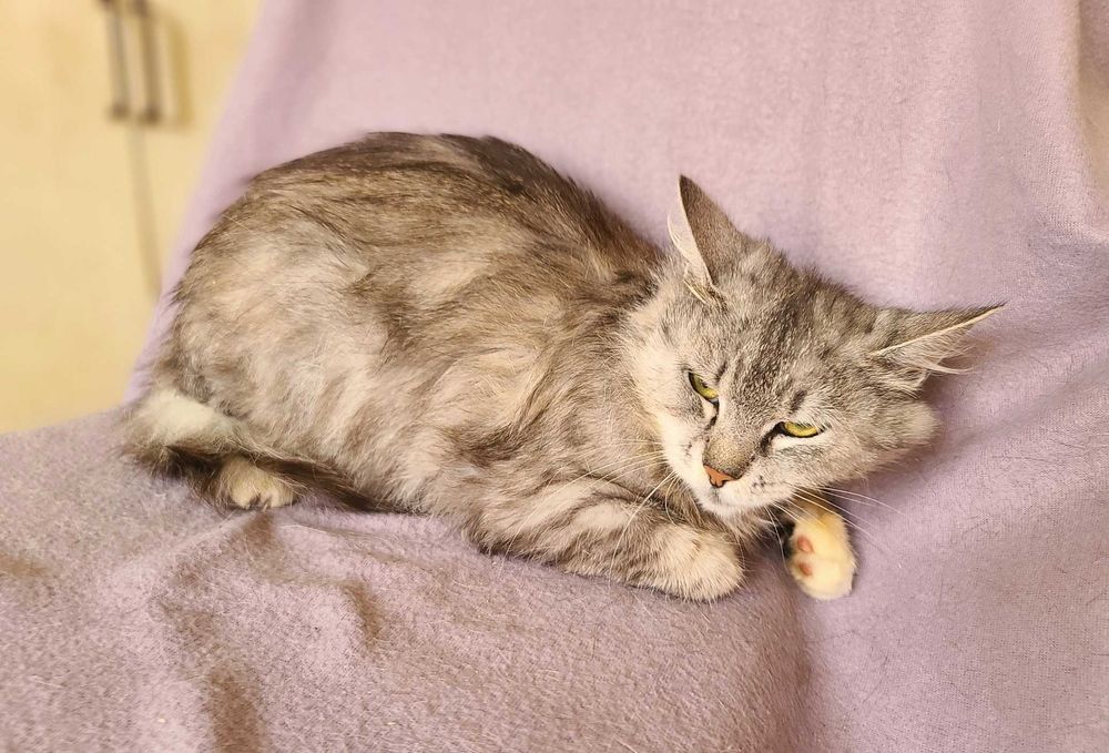 Бася — нежная кошка, которой нужен дом! (2,5 года, стерилизована)