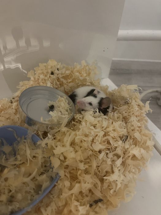 Mysza do oddania nie na karmowke