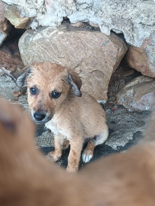 Cães para adoção responsável