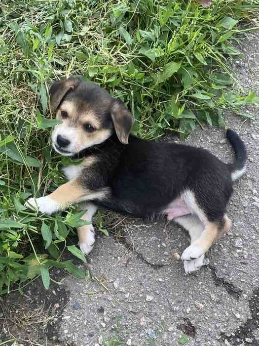 Віддам цуценя в добрі руки