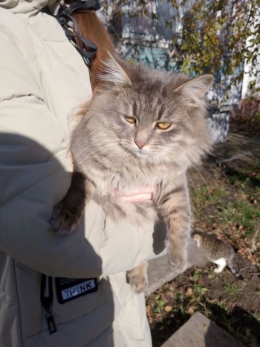 Віддамо котика в люблячу родину