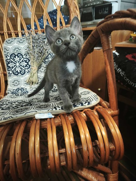 Кошенята шукають люблячу родину