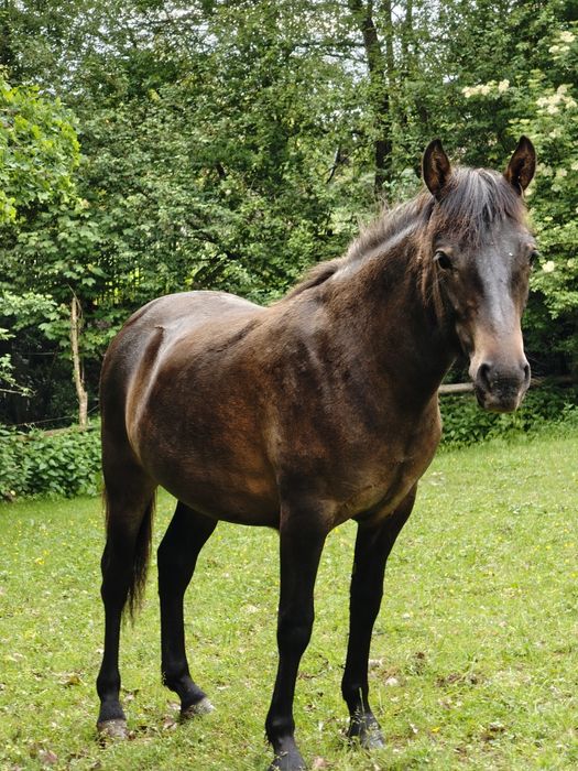 Klacze huculskie, hucuł