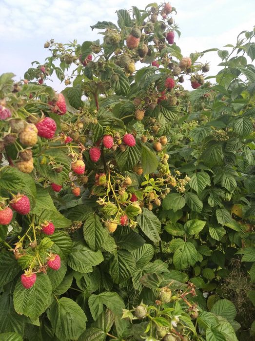 Sadzonki maliny  -GIGANT ,ogromne , smaczne owoce -Wysyłka