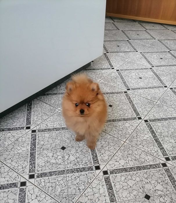 Sprzedam Szpic Miniaturowy Pomeranian