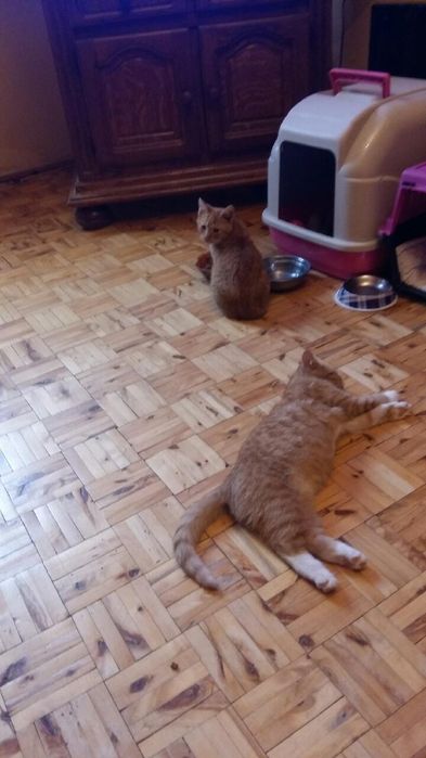 Kot kotek kotka do adopcji