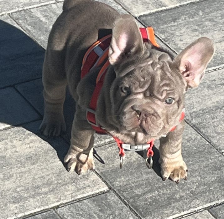 Buldog francuski BIG ROPE