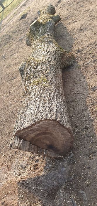 Kłoda orzecha włoskiego