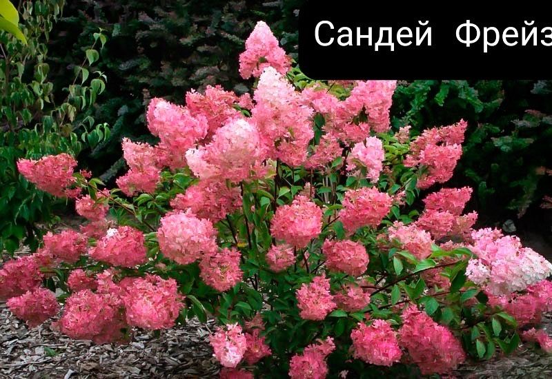 Гортензія Wims Red: 250 грн. - Сад / город Київ на Olx