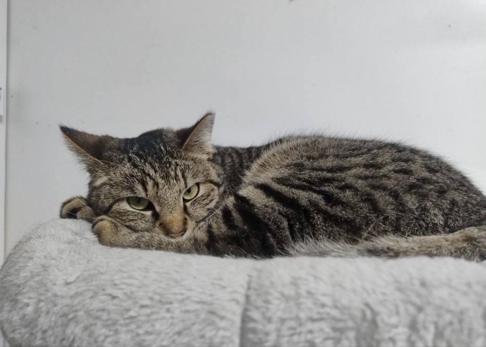 kot kocur do adopcji za darmo