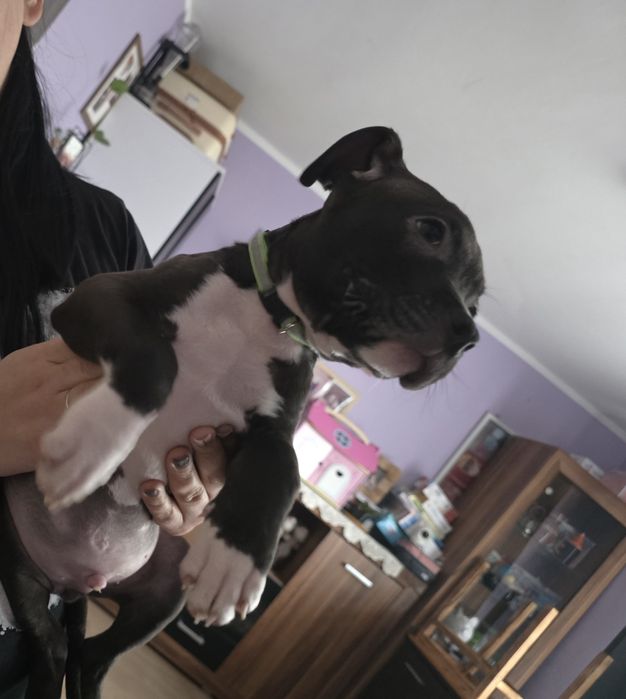 American Staffordshire Terrier