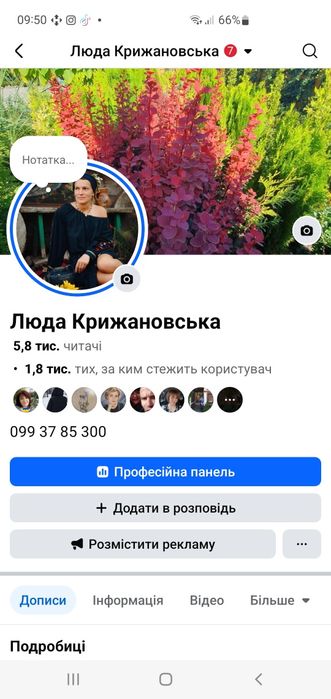 Магонія  по50  копана 4 річка 30смстриж