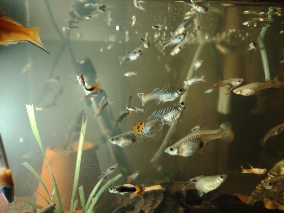 Gupiki,rybki z własnej hodowli