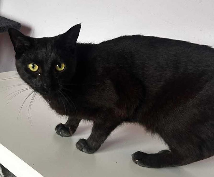 Wrażliwa Iskra szuka domu- kotka do adopcji