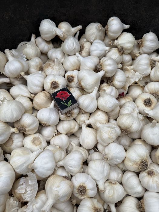 Часник посадковий Сочинський