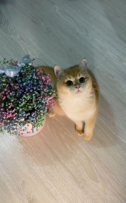 Золота шиншила котенята