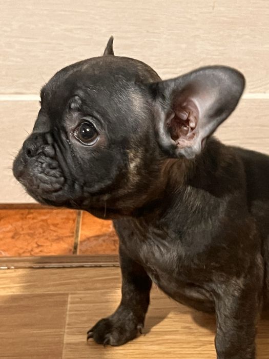 Французькі бульдоги