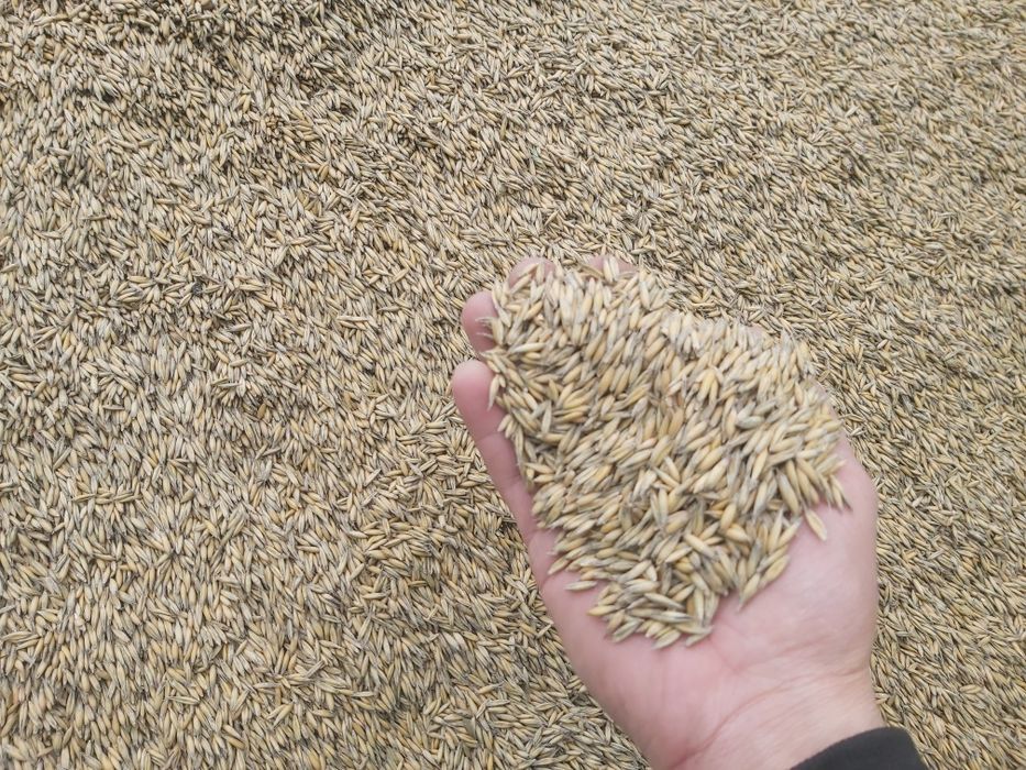 Owies  bingo dla koni do pieca