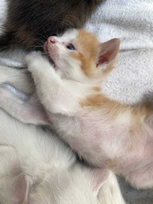 Руде кошеня безкоштовно, в дуже люблячі руки!