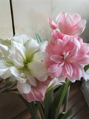 Амариллис гиппеаструм с детками дешево 399 грн