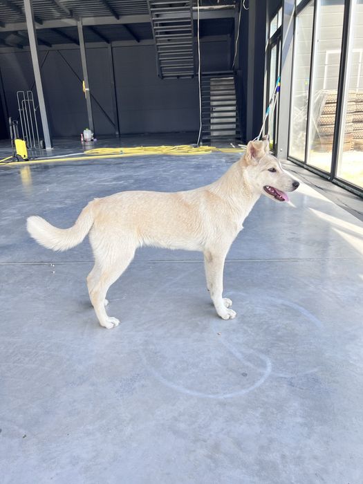 Лагідна собака в добрі руки (6 міс.)