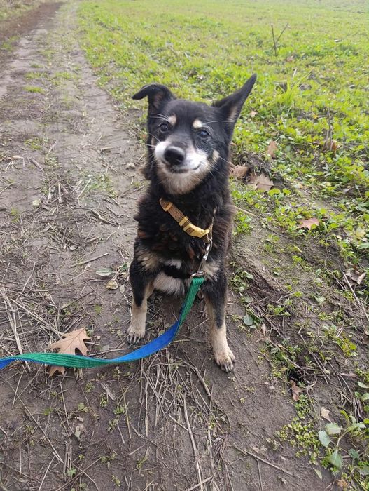 Od 2011 roku czeka na dom w schronisku