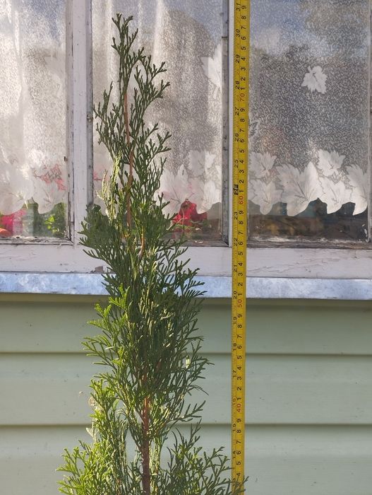 Туя смарагд. Горшок р9