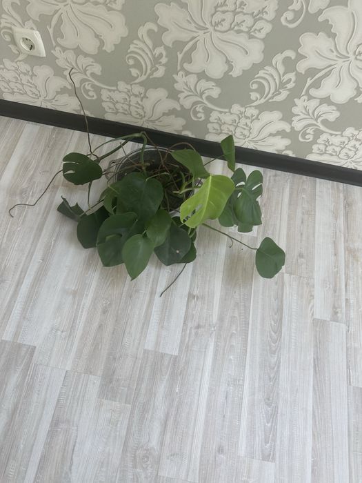 Кімнатні рослини